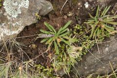 Alepidea serrata