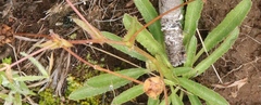 Alepidea serrata