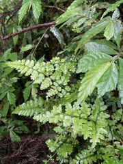Dryopteris hasseltii