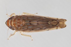 Osbornellus auronitens