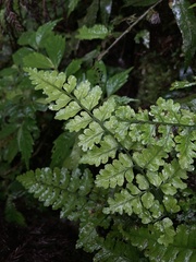 Dryopteris hasseltii
