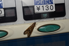 Macrostemum radiatum