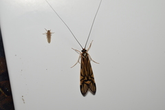 Macrostemum radiatum