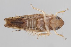 Osbornellus auronitens