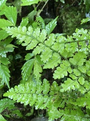 Dryopteris hasseltii