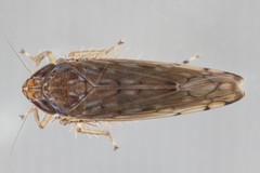Osbornellus consors