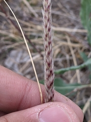 Pappophorum bicolor