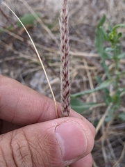 Pappophorum bicolor