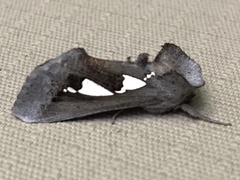 Antiophlebia bracteata