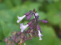 Orthosiphon rubicundus