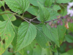 Orthosiphon rubicundus