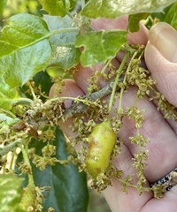 Callirhytis congregata