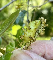 Callirhytis congregata