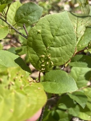 Eriophyes emarginatae