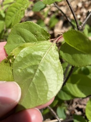 Eriophyes emarginatae