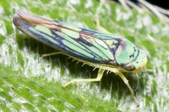 Cicadellidae