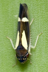 Cicadellidae