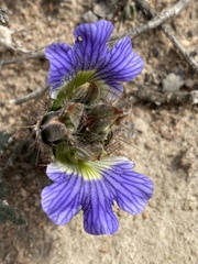 Blepharis procumbens