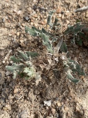 Blepharis procumbens