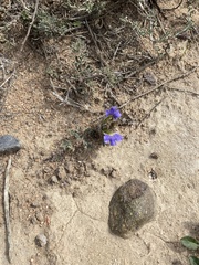 Blepharis procumbens