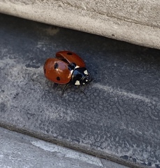 Coccinella septempunctata
