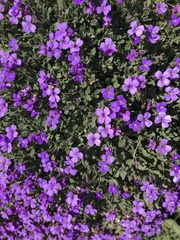 Aubrieta deltoidea