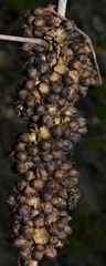 Cuscuta compacta