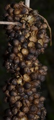 Cuscuta compacta