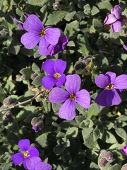 Aubrieta deltoidea