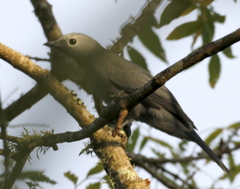 Coracina caesia caesia