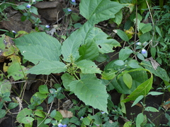 Baliospermum solanifolium