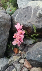 Alstroemeria umbellata
