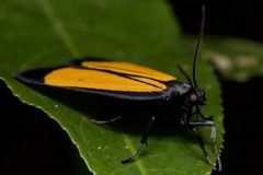 Paratype univitta