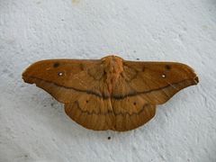 Cricula trifenestrata