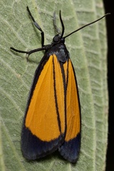 Paratype univitta