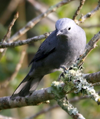 Coracina caesia caesia