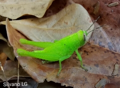 Abracris flavolineata