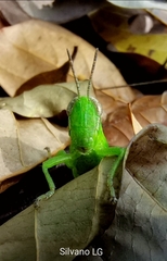 Abracris flavolineata