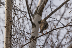 Turdus iliacus