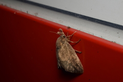 Scopelodes contracta