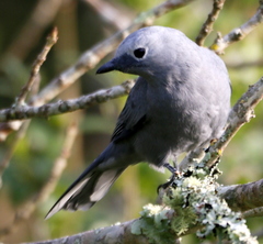 Coracina caesia caesia