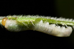 Lepidoptera