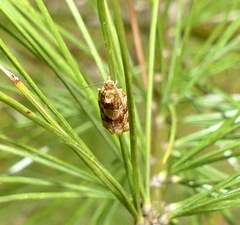 Argyrotaenia tabulana