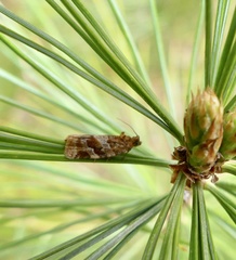 Argyrotaenia tabulana