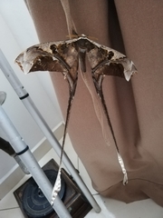 Copiopteryx