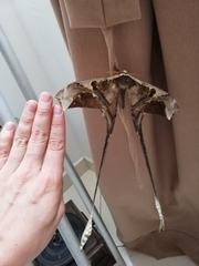 Copiopteryx