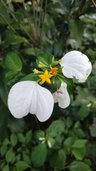 Mussaenda pubescens