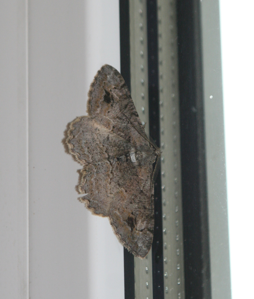 Alcis deversata