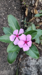 Catharanthus roseus roseus