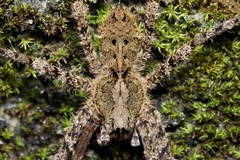 Enoploctenus cyclothorax